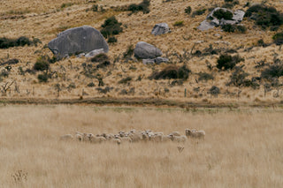 Choose ZQ: Environmentally Friendly Merino Wool