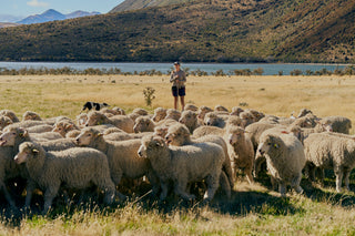 Choose ZQ Merino Wool: Embrace the Perfect Blend of Comfort and Sustainability